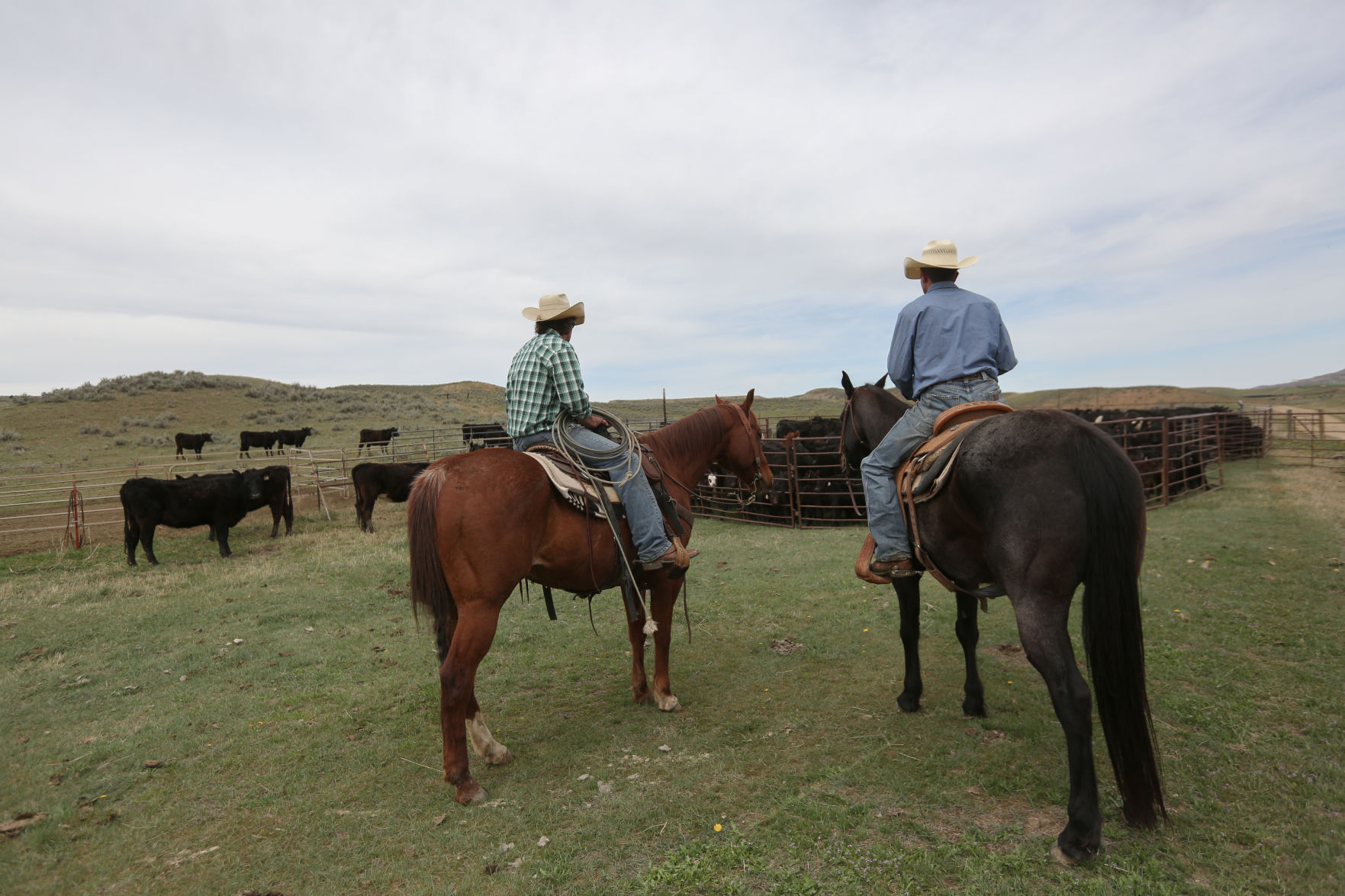 Sheridan Cattle Branding